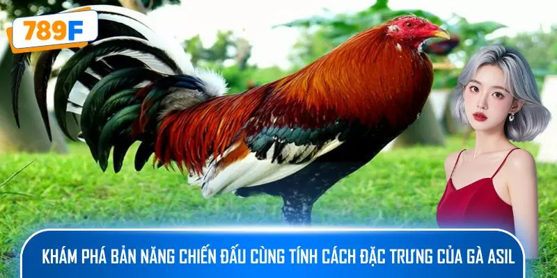 Khám phá bản năng chiến đấu cùng tính cách đặc trưng của gà Asil