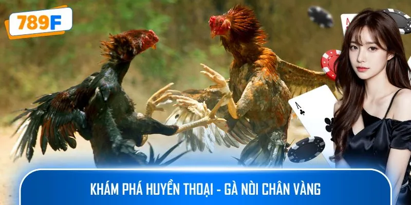 Khám phá huyền thoại - gà nòi chân vàng