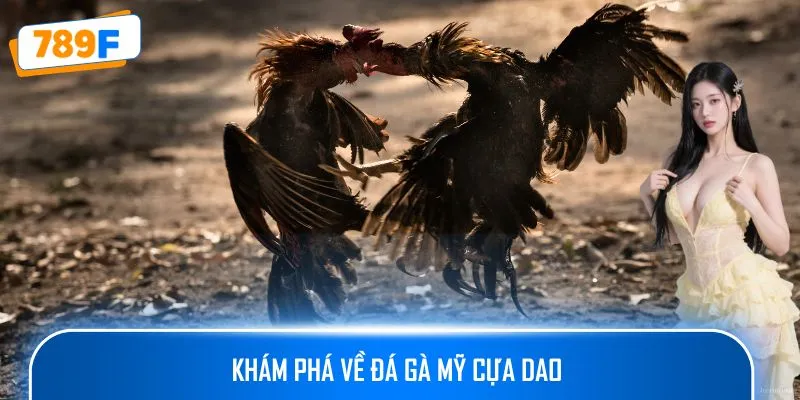 Khám phá về đá gà mỹ cựa dao 
