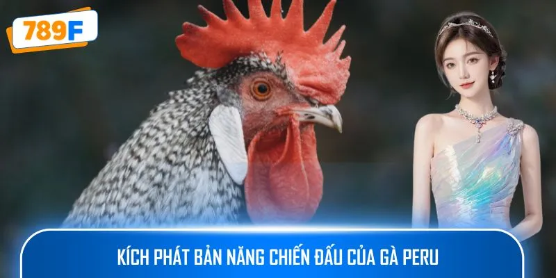 Kích phát bản năng chiến đấu của gà Peru