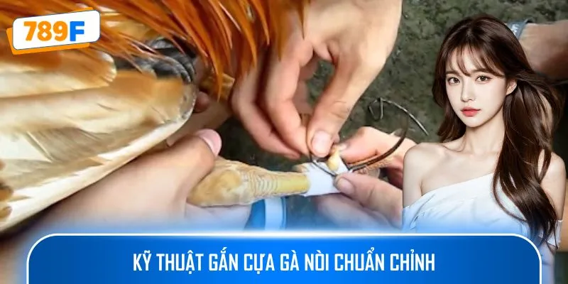 Kỹ thuật gắn cựa gà nòi chuẩn chỉnh