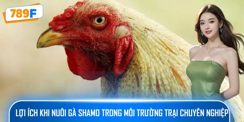 Lợi ích khi nuôi gà Shamo trong môi trường trại chuyên nghiệp