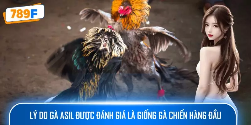 Lý do gà Asil được đánh giá là giống gà chiến hàng đầu