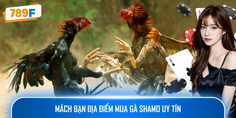 Mách bạn địa điểm mua gà Shamo uy tín