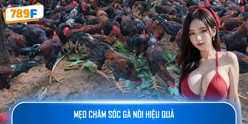 Mẹo chăm sóc gà nòi hiệu quả