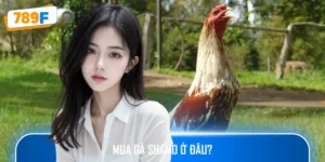 Mua Gà Shamo Ở Đâu - Tìm Hiểu Địa Điểm Mua Bán Chất Lượng