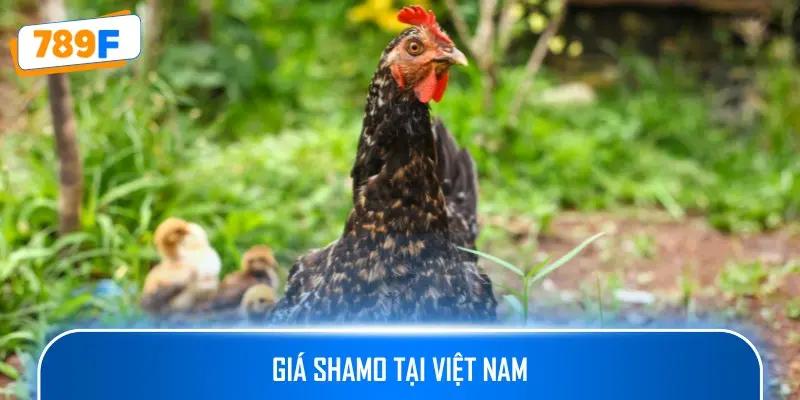 Cập nhật mức giá của gà Shamo tại Việt Nam