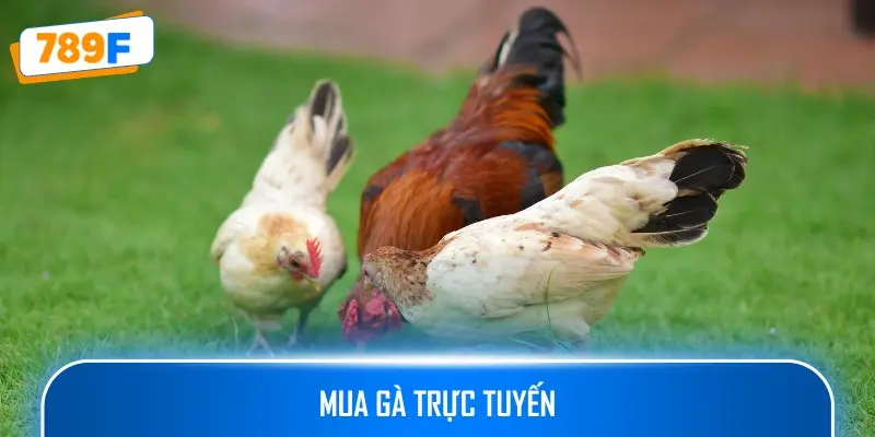 Mua gà trực tuyến cũng là câu trả lời quen thuộc cho câu hỏi mua gà Shamo ở đâu