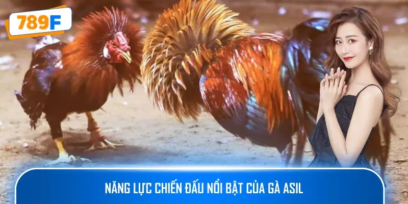 Năng lực chiến đấu nổi bật của gà Asil