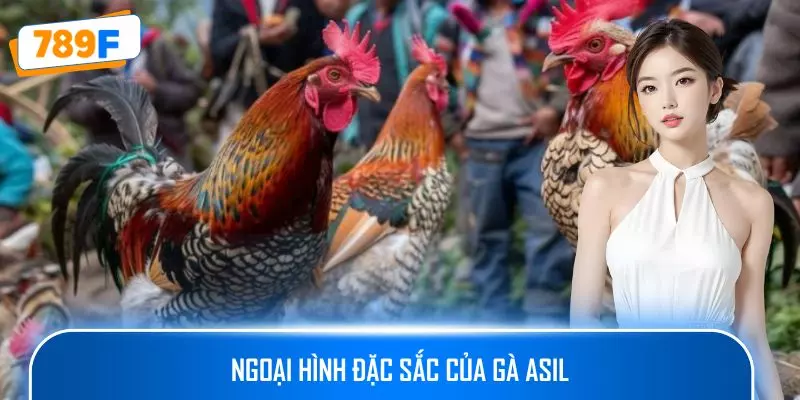 Ngoại hình đặc sắc của gà Asil