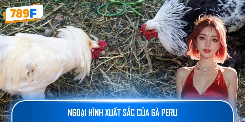 Ngoại hình xuất sắc của gà Peru