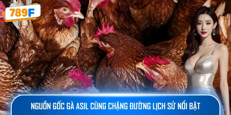 Nguồn gốc gà Asil cùng chặng đường lịch sử nổi bật