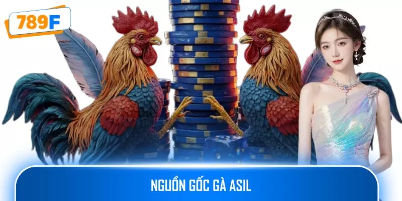 Nguồn Gốc Gà Asil: Hành Trình Của Những Chiến Binh Đá Gà