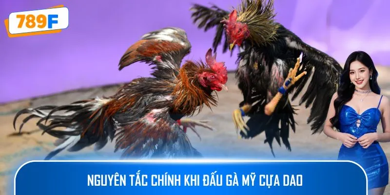 Nguyên tắc chính khi đấu gà Mỹ cựa dao