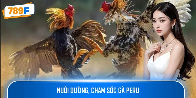 Nuôi dưỡng, chăm sóc gà Peru