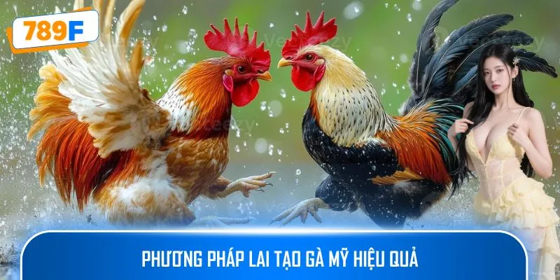 Phương pháp lai tạo gà Mỹ hiệu quả