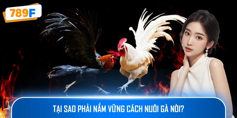 Tại sao phải nắm vững cách nuôi gà nòi?