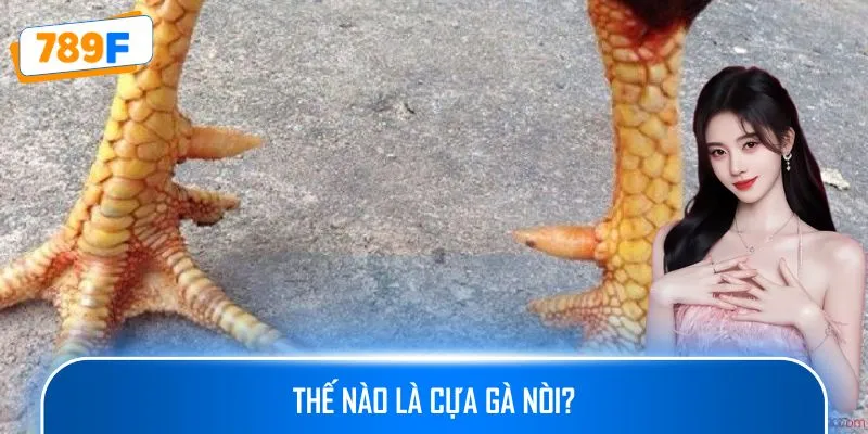 Thế nào là cựa gà nòi?