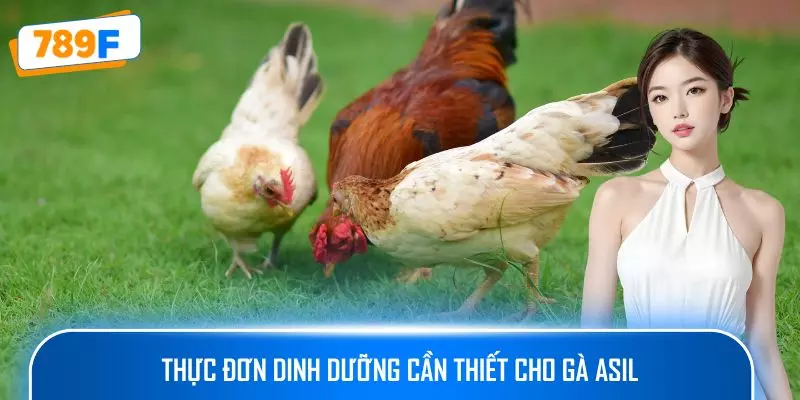Các Dòng Gà Mỹ Săn Chắc: Sức Bền Và Phản Xạ Vượt Trội 2 Thực đơn dinh dưỡng cần thiết cho gà Asil