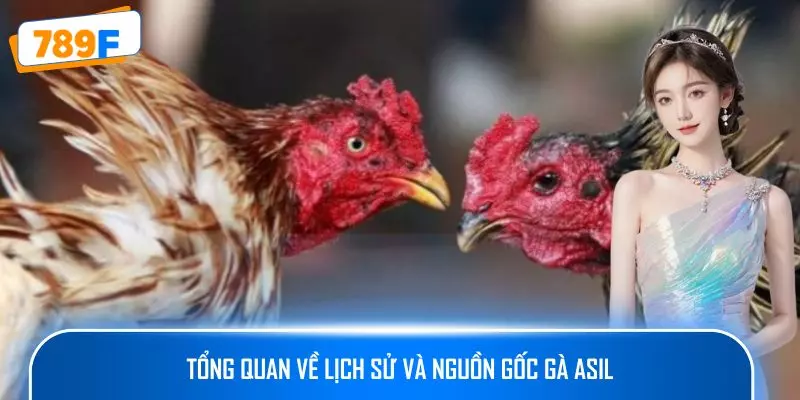Tổng quan về lịch sử và nguồn gốc gà Asil