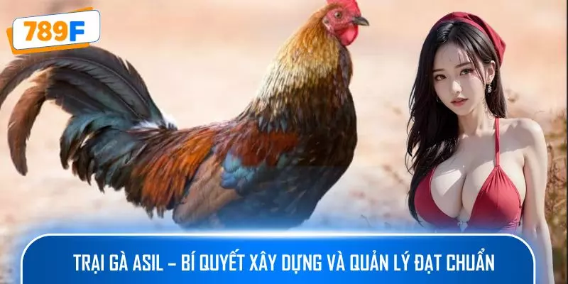 Trại gà Asil – bí quyết xây dựng và quản lý đạt chuẩn