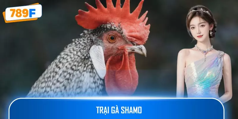 Trại Gà Shamo: Nơi Hội Tụ Chiến Kê Nhật Thuần Chủng Đẳng Cấp